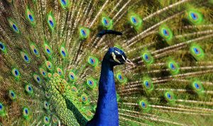 peacock-2479717_960_720