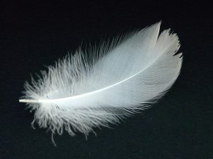 swan-feather-16307_1280