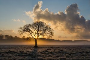 lone-tree-1934897_1280