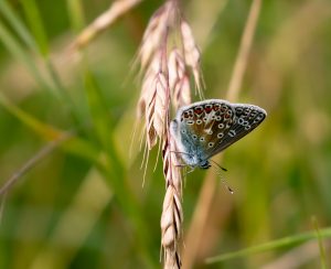 common-blue-butterfly-6495264_1920