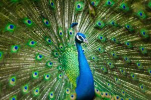 peafowl-g8b24918c2_1920