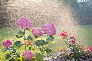 hydrangeas-gea1347837_1920