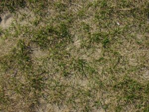 grass-gc06574e75_1280