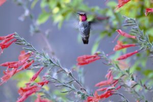 hummingbird-g6ea905bd5_1280