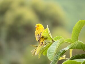 canary-392793_1280