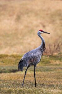 sandhill-crane-8613473_1280