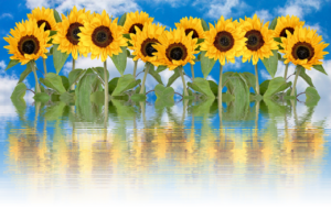 sunflower-2554290_1280